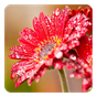 APK-иконка Цветок Живые Обои