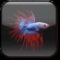 Betta 물고기 라이브 배경 화면 무료 APK