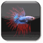 Betta 물고기 라이브 배경 화면 무료의 apk 아이콘