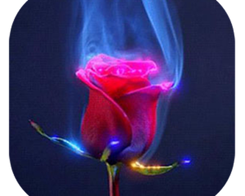 Живые Розы Фото