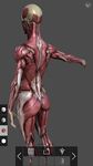 MARA3D Female Anatomy image 3