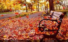 Autumn Live Wallpaper image 4