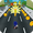 imagen sonic flash speed fever run rush jump dash 3d 0mini comments