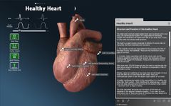 bodyxq heart image 