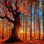 natuur levende wallpapers afbeelding 5