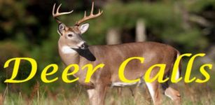 White Tailed Deer Calls image 