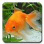 aniPet Goldfish Live Wallpaper APK