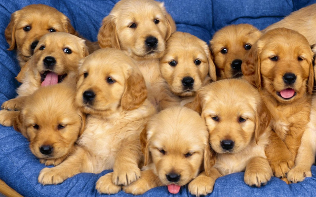 Puppy Live Wallpaper Android Free Download Puppy Live Wallpaper