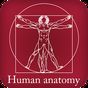 Icoană apk Anatomia omului