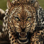 Life Of Leopard FREE apk icon