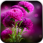 Live Wallpaper - Flowers apk icon