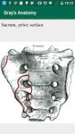 Картинка 6 Gray's Anatomy - Atlas || Offline || Free