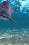 Imagen 2 de Shark Attack Live Wallpaper