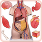 APK-иконка Human Anatomy Body Parts Guide