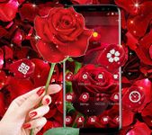 Gambar Blooming Red Rose Love Theme 3