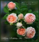 Happy Birthday Flowers Cards for Facebook εικόνα 8