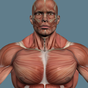 APK-иконка Мышцы человека