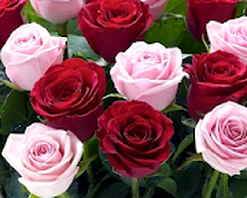 Rose Wallpapers Android Free Download Rose Wallpapers App