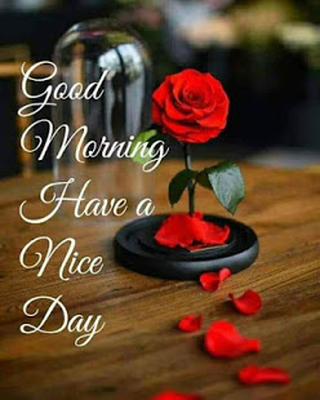 Good Morning Images 2019 Android Free Download Good Morning