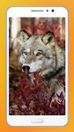 Картинка 15 Wolf HD Wallpapers
