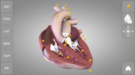 Heart 3D Anatomy Lite ảnh số 6