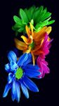 Картинка 5 HD 3D Flower Wallpapers