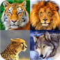 APK-иконка Animal Wallpapers