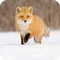 Fox HD Wallpaper APK