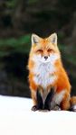 Fox HD Wallpaper obrazek 1