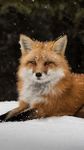 Fox HD Wallpaper obrazek 2