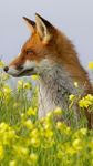 Fox HD Wallpaper obrazek 8