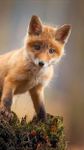 Fox HD Wallpaper obrazek 10