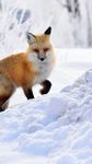 Fox HD Wallpaper obrazek 13