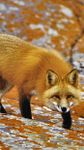 Fox HD Wallpaper obrazek 14