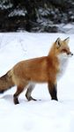 Fox HD Wallpaper obrazek 15