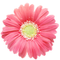 PG Flowers - Flower Sticker Pack from Photo Grid APK