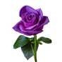 Roses Stickers-WastickerApps APK