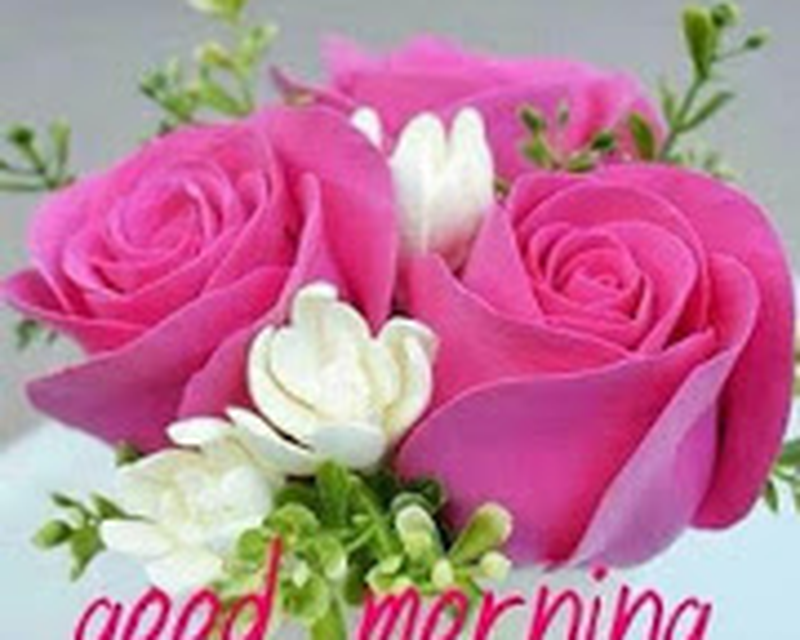 Good Morning Flowers Images 2019 Android Free Download Good