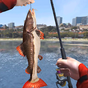 APK-иконка Shark Fishing Wild Catch 2019 - Fishing Simulator