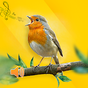 New Birds Ringtones 2020 - Bird sound mp3 APK