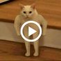 Смешные видео котиков, прикольные гифки, бесплатно APK