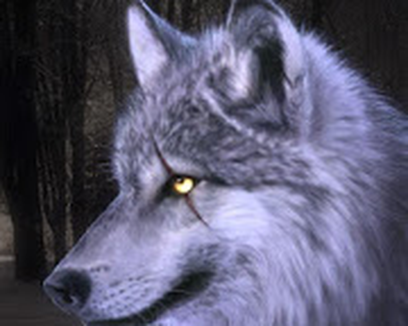 download wolf games