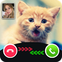 Cat Call You : Cat Video Call & Video Call prank