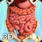 Digestive System Anatomy