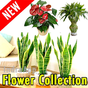 Biểu tượng apk Hơn 80 loại hoa thực vật (ngoại tuyến)