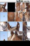 Imagem  do iSlider Horse Slide Puzzles