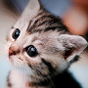 Wallpaper Kucing Lucu APK