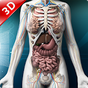 Human anatomy 3D : Organs and Bones