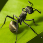 The Ants: Underground Kingdom icon