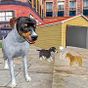 Dog Sim Pet Husky Jocuri gratuite pentru animale
